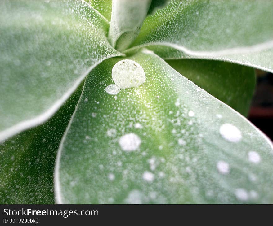 Primula leaf