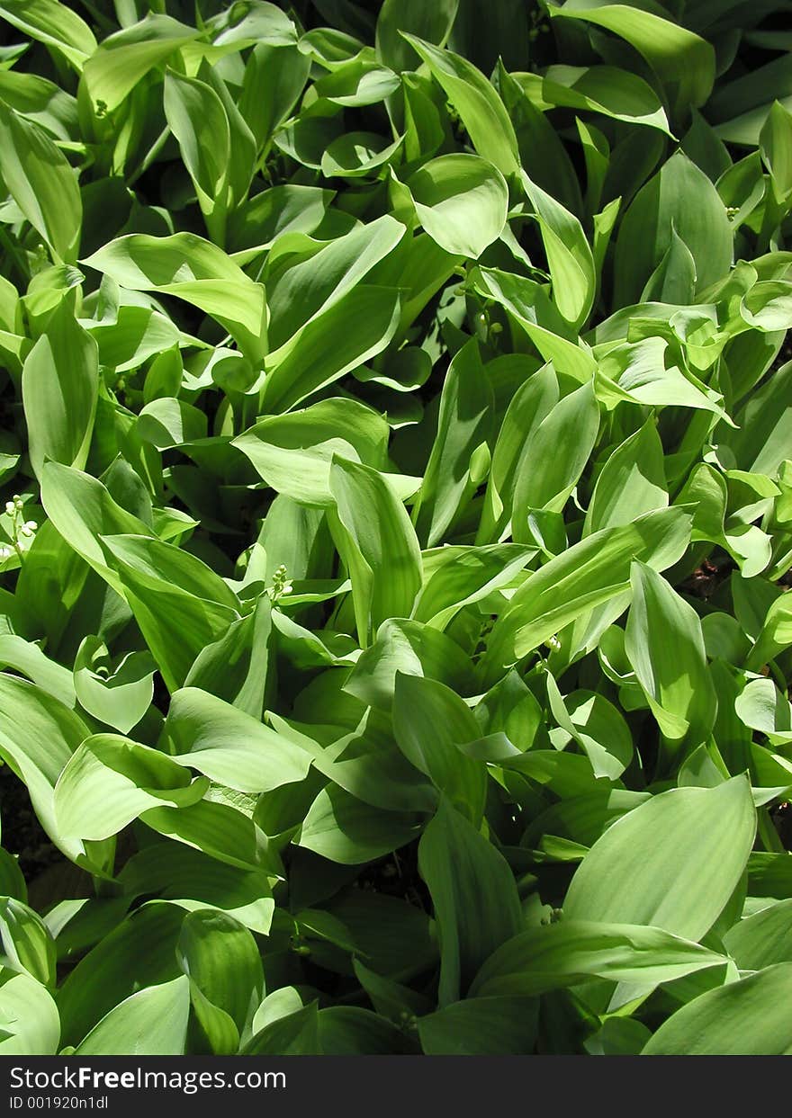 Green background garden flowers leafs. Green background garden flowers leafs.