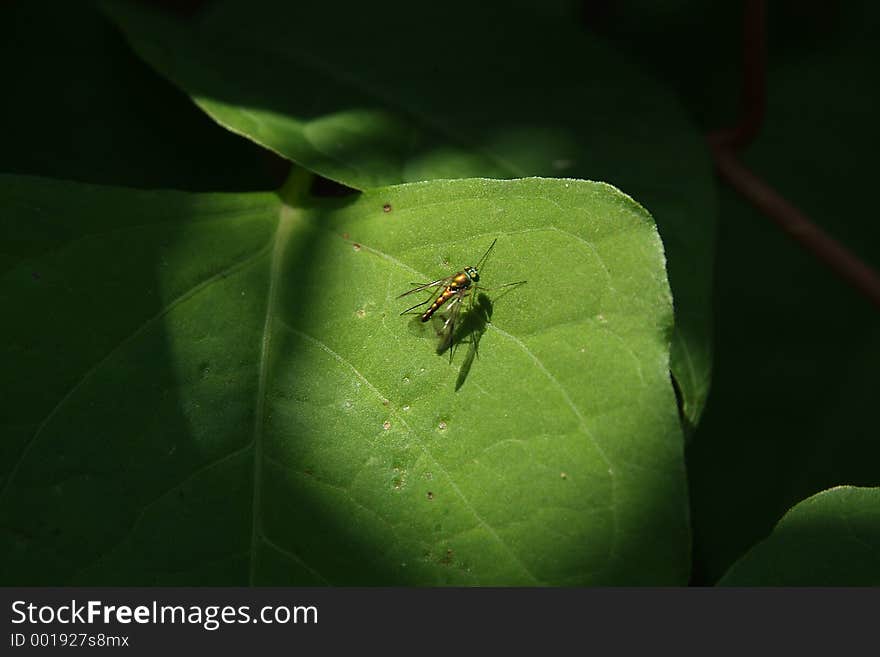 Gold fly on leaf