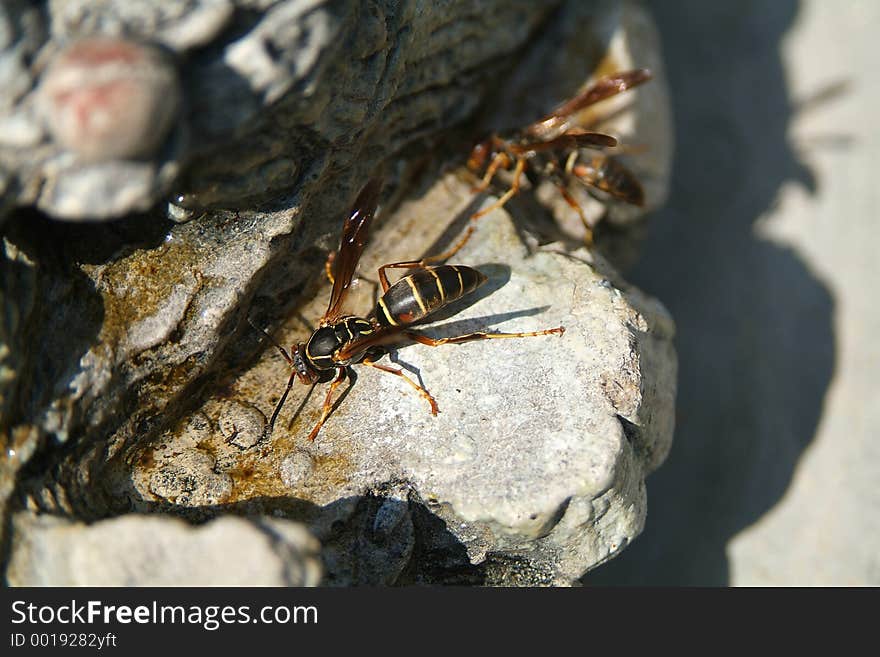 Wasp2 (lat. Vespa) on rock