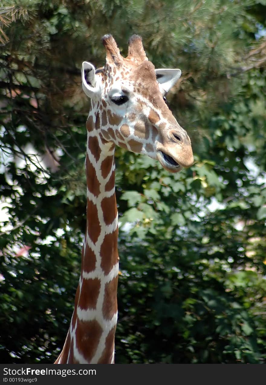 Another view of a giraffe,Buffalo zoo,Buffalo,New York. Another view of a giraffe,Buffalo zoo,Buffalo,New York