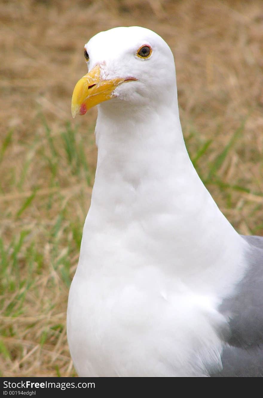 A sea-gull on the ocean