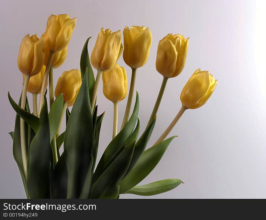 Bouquet Of Tulips