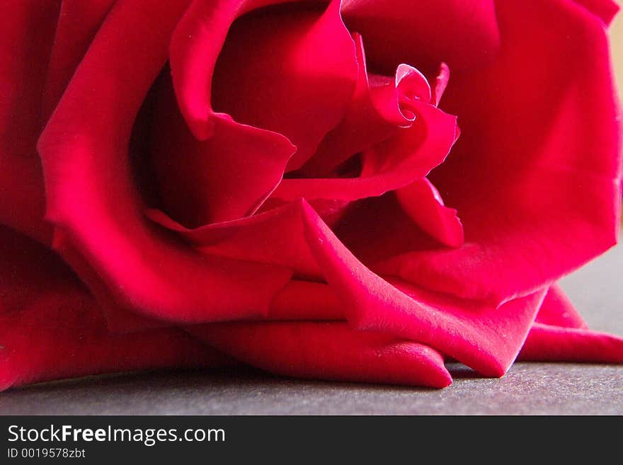 Macro close up of a deep red rose laying down. Macro close up of a deep red rose laying down.