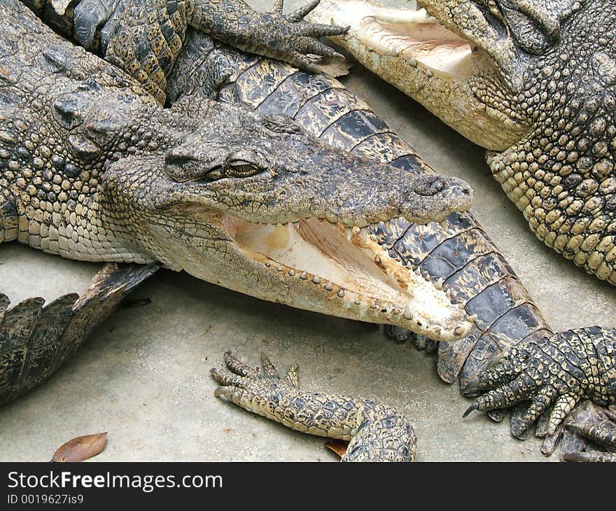 Detail of a crocodile open his mouth. Detail of a crocodile open his mouth