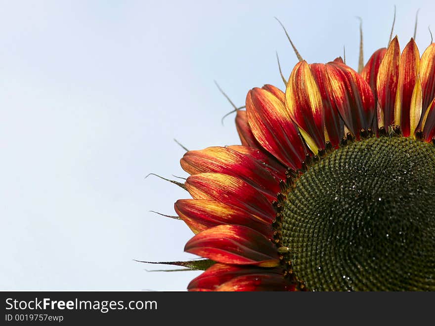 Closeup of red sunflower