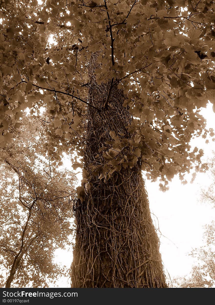 Big sepia tone tree. Big sepia tone tree