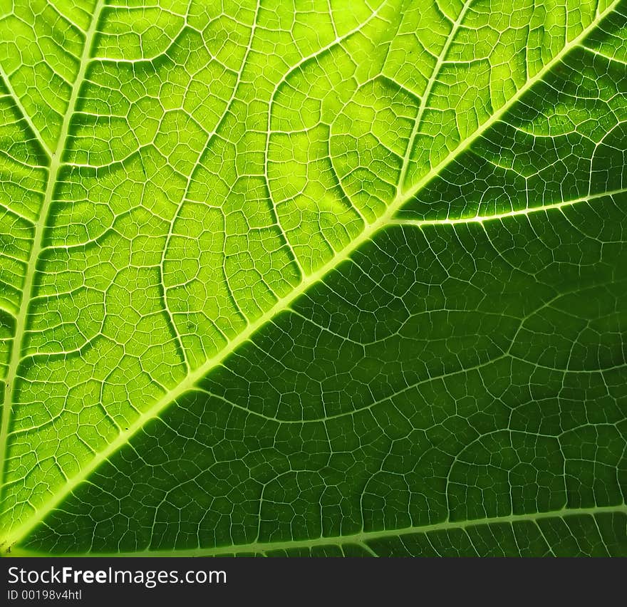 Leaf of cymbling in back-light