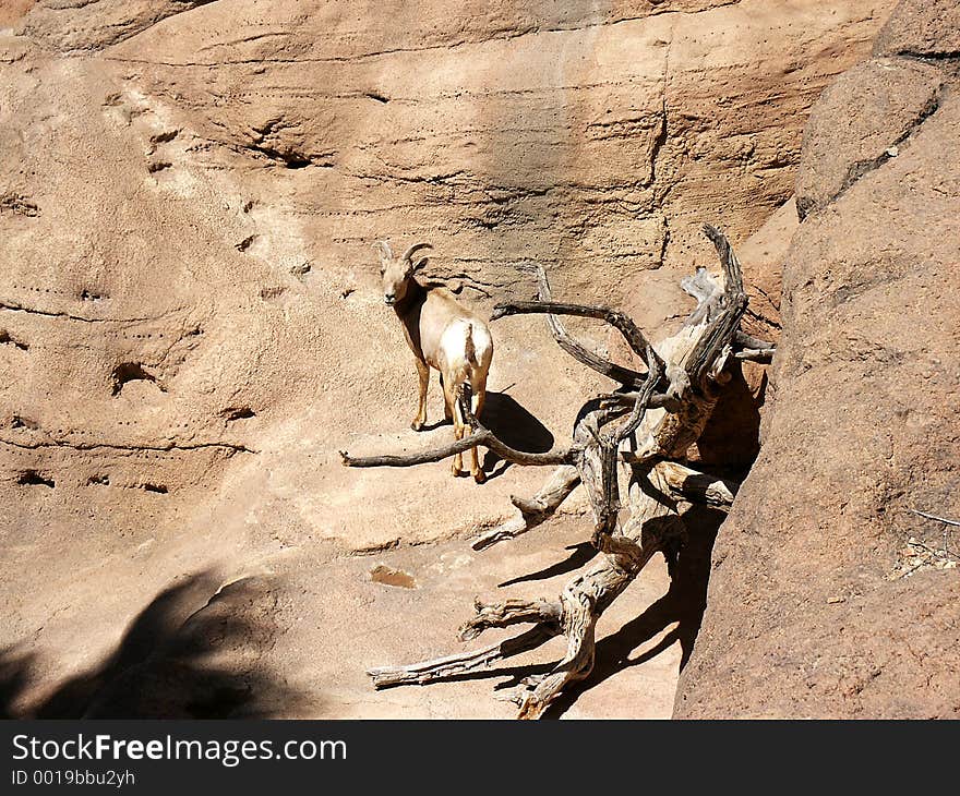 Mountain sheep