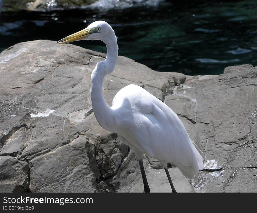 This great egret stands in front of a rock.