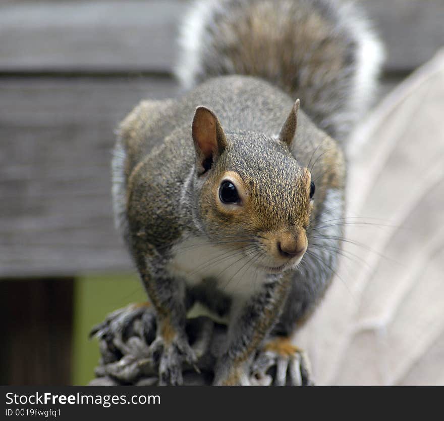 Squirrel Feeding