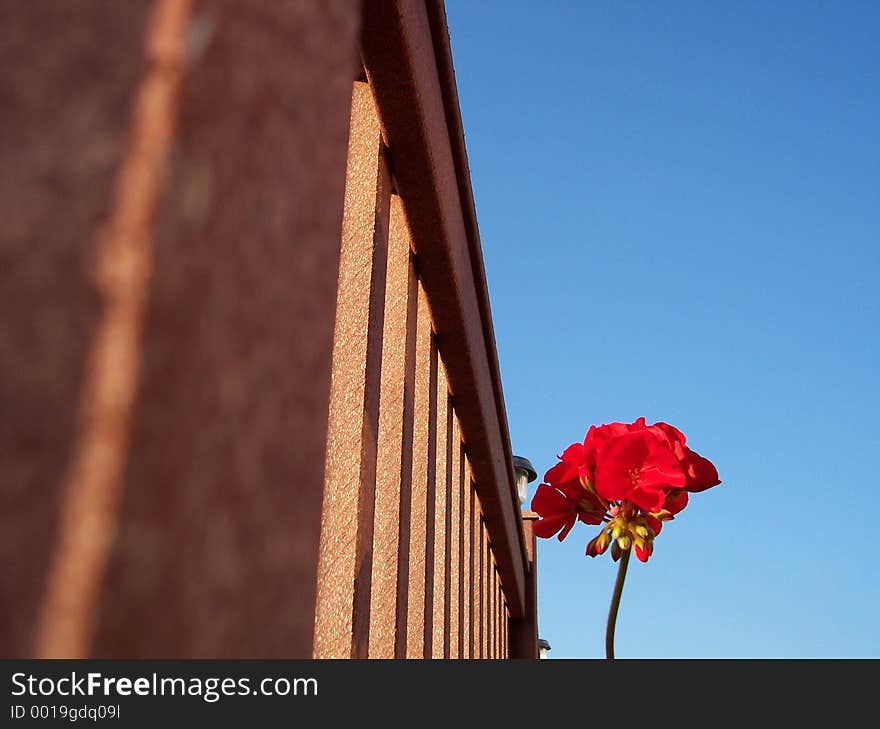 A geranium flower rises into the sky alongside a deck railing. A geranium flower rises into the sky alongside a deck railing