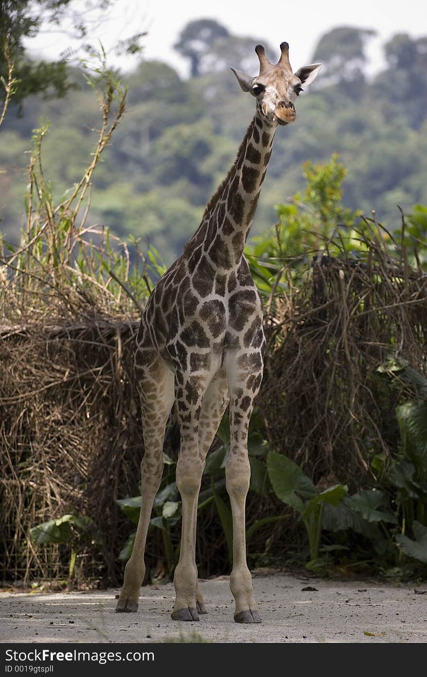 A baby giraffe stands tall