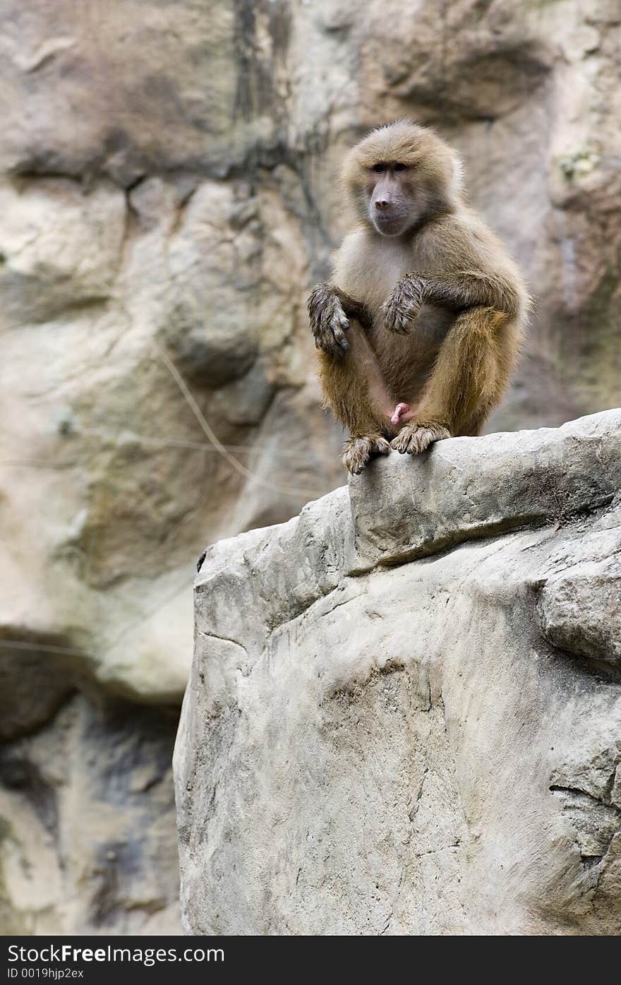 A Hamadryas baboon is wet after swimming. A Hamadryas baboon is wet after swimming