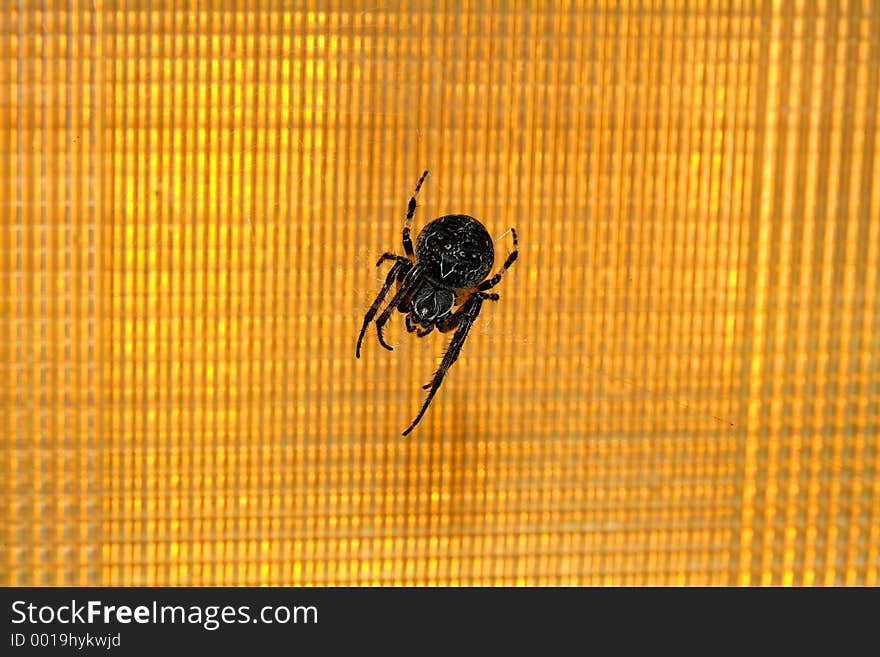 Close-up of a spider on industrial light