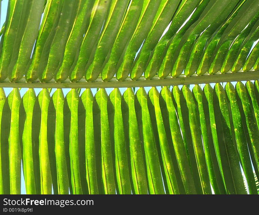 Relaxing leaf