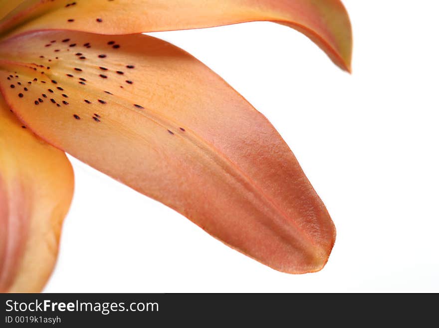 Lily petals macro isolated over white background. asiatic lily, shallow dof. Lily petals macro isolated over white background. asiatic lily, shallow dof.