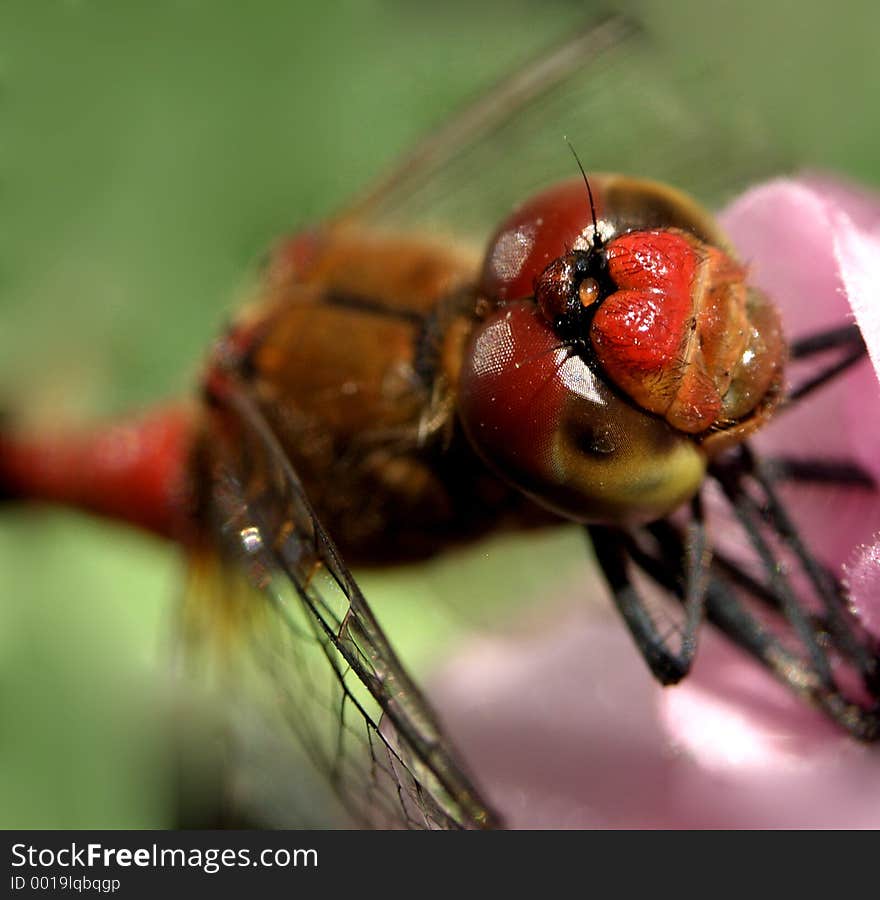 Here is a dragon fly on a flower. Here is a dragon fly on a flower.