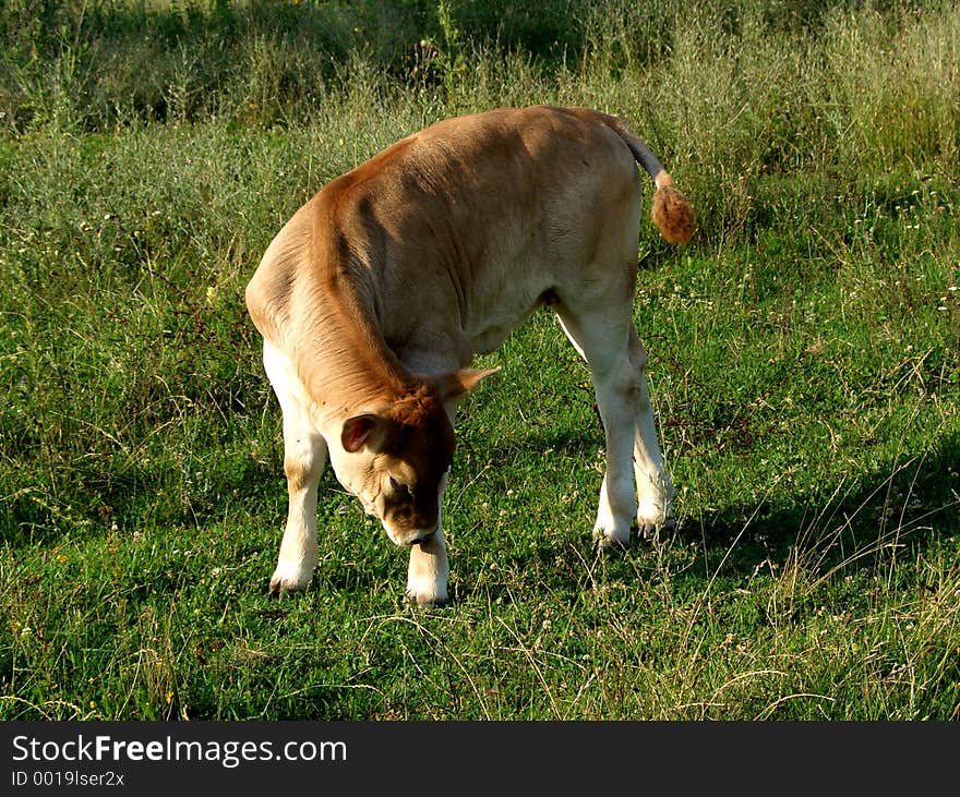 Is a cow cub wich eat grass. Is a cow cub wich eat grass.