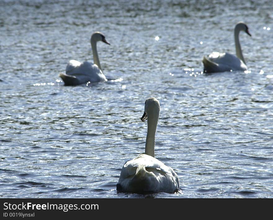 Beautiful Swans