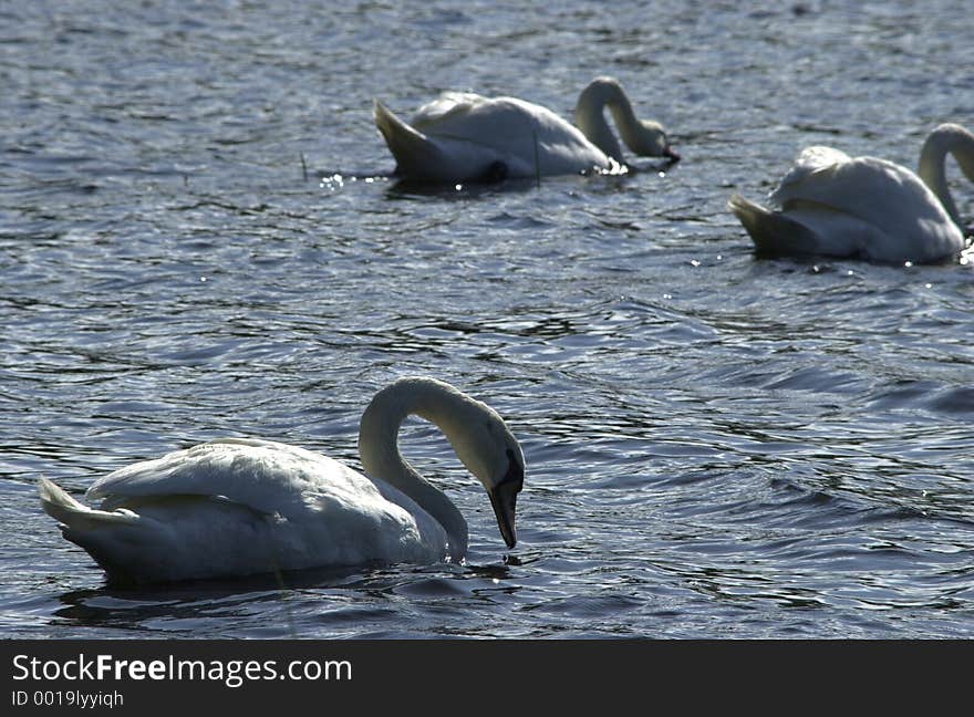 Swans