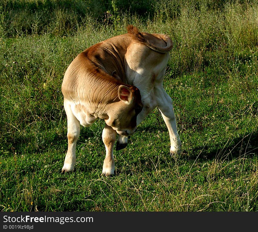 Is cow cub which eat grass. Is cow cub which eat grass.