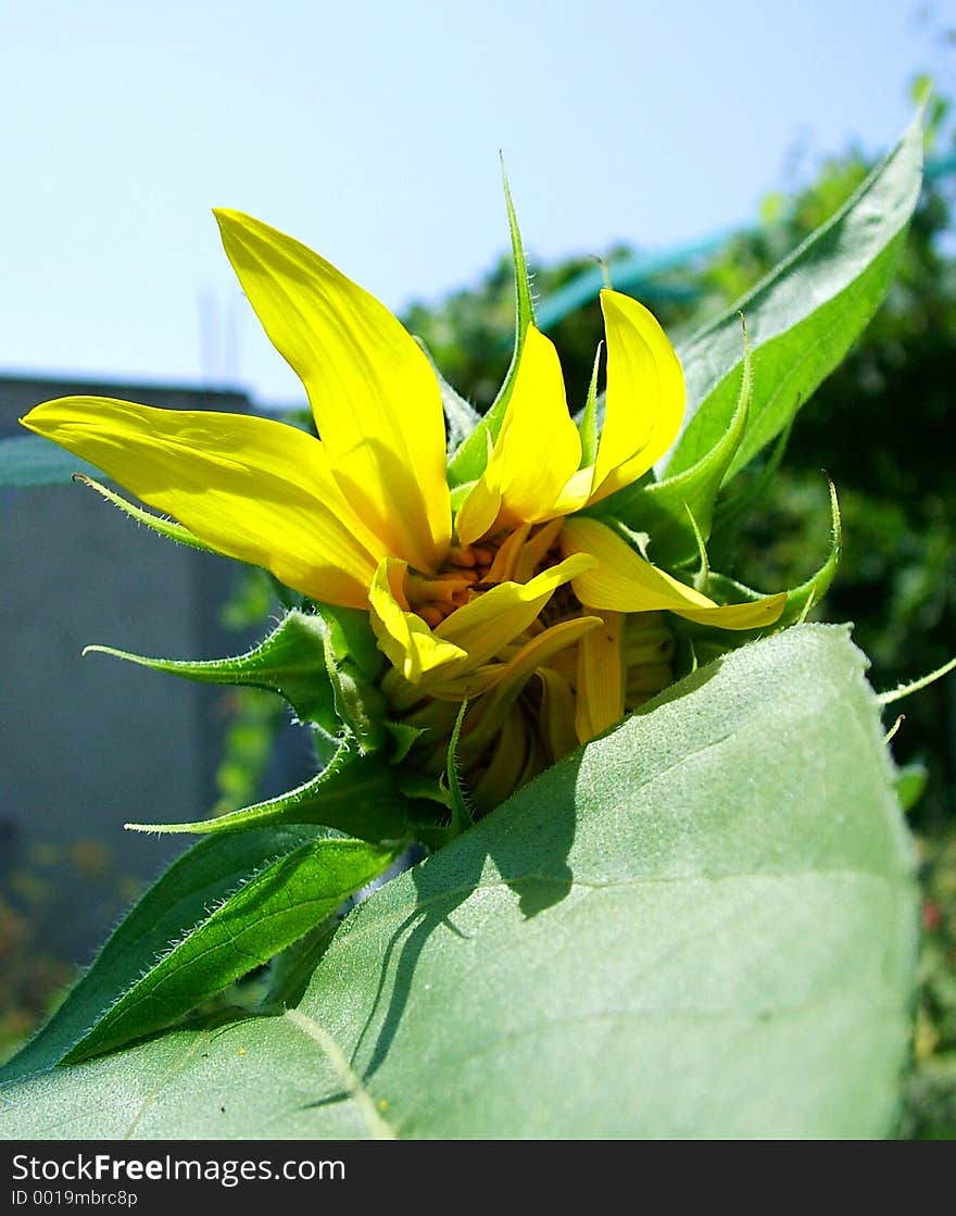 Sunflower Bud