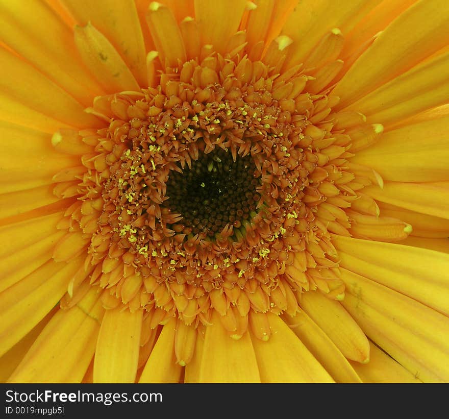 Yellow gerbera in detail