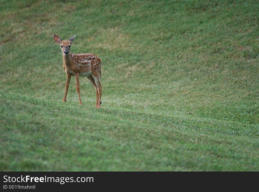 A small deer views his surroundings. A small deer views his surroundings.