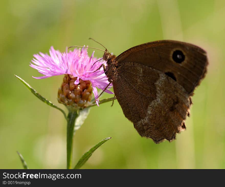 Butterfly on a pink backlit flower