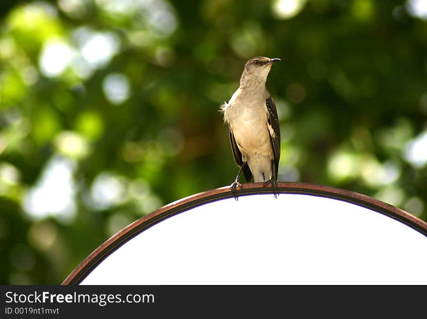 A photograph taken of a bird perched on a oval parking lot mirror. A photograph taken of a bird perched on a oval parking lot mirror.