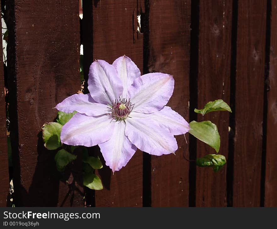 A flower peers through a fence. A flower peers through a fence