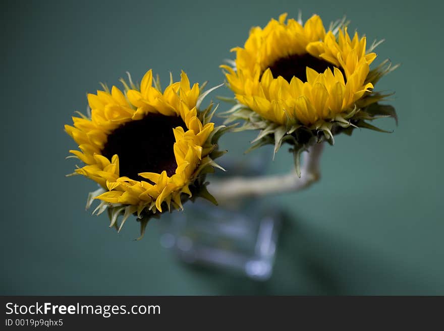 Sunflowers in vase