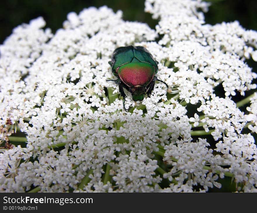 Insect Details