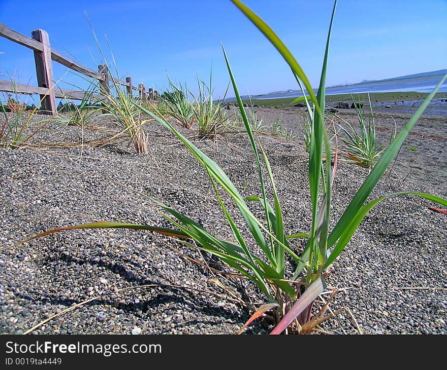 Beach Grass