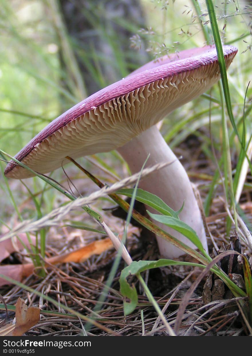 Curved Mushroom