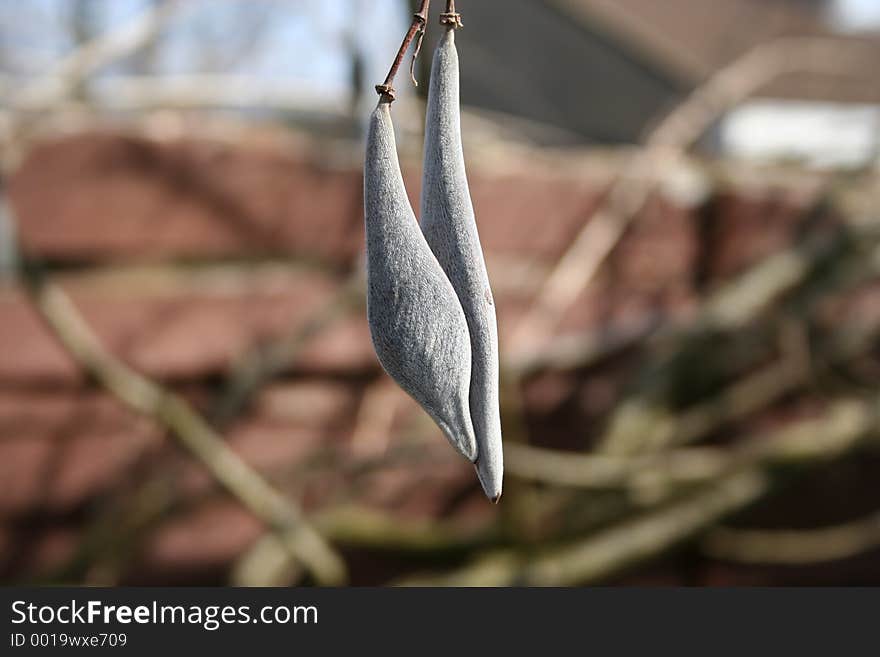 Blue Rain Seeds