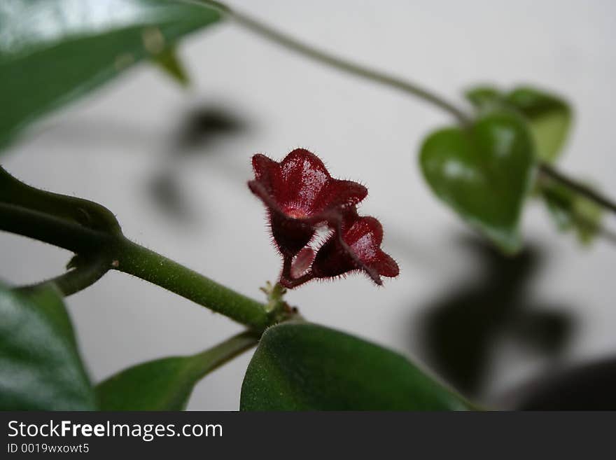 Small Plant Flowers