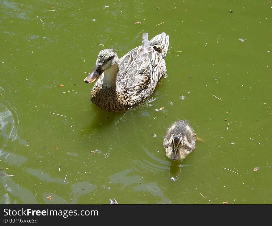 Duck Family