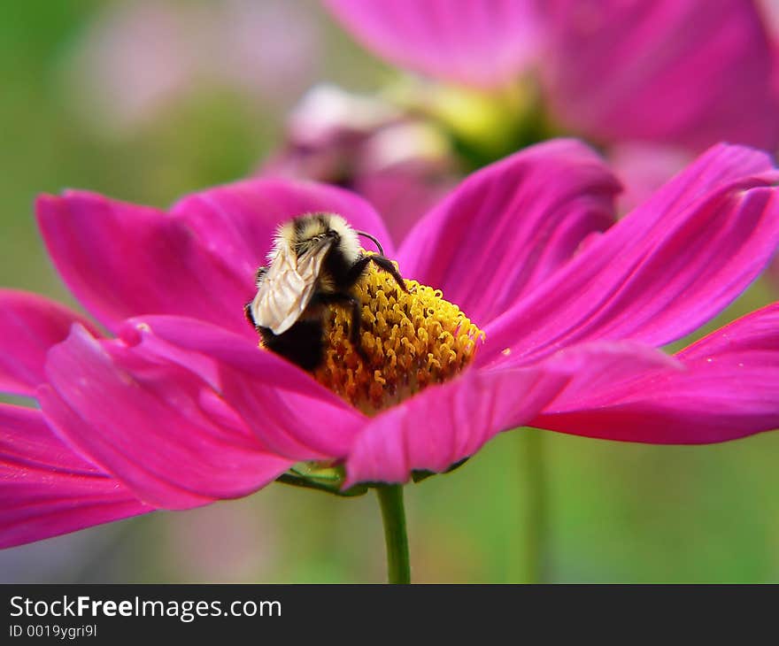 Bumble bee at pink flower. Bumble bee at pink flower