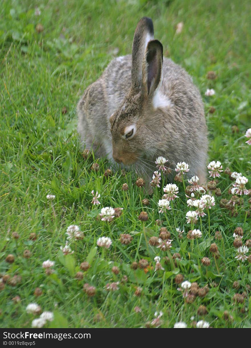 Rabbit in clover