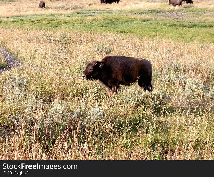 Baby Bison (Buffalo) at Yellowstone