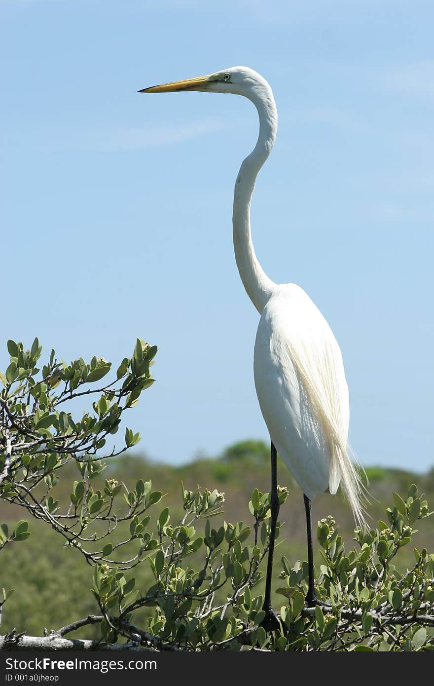 Egret on branch