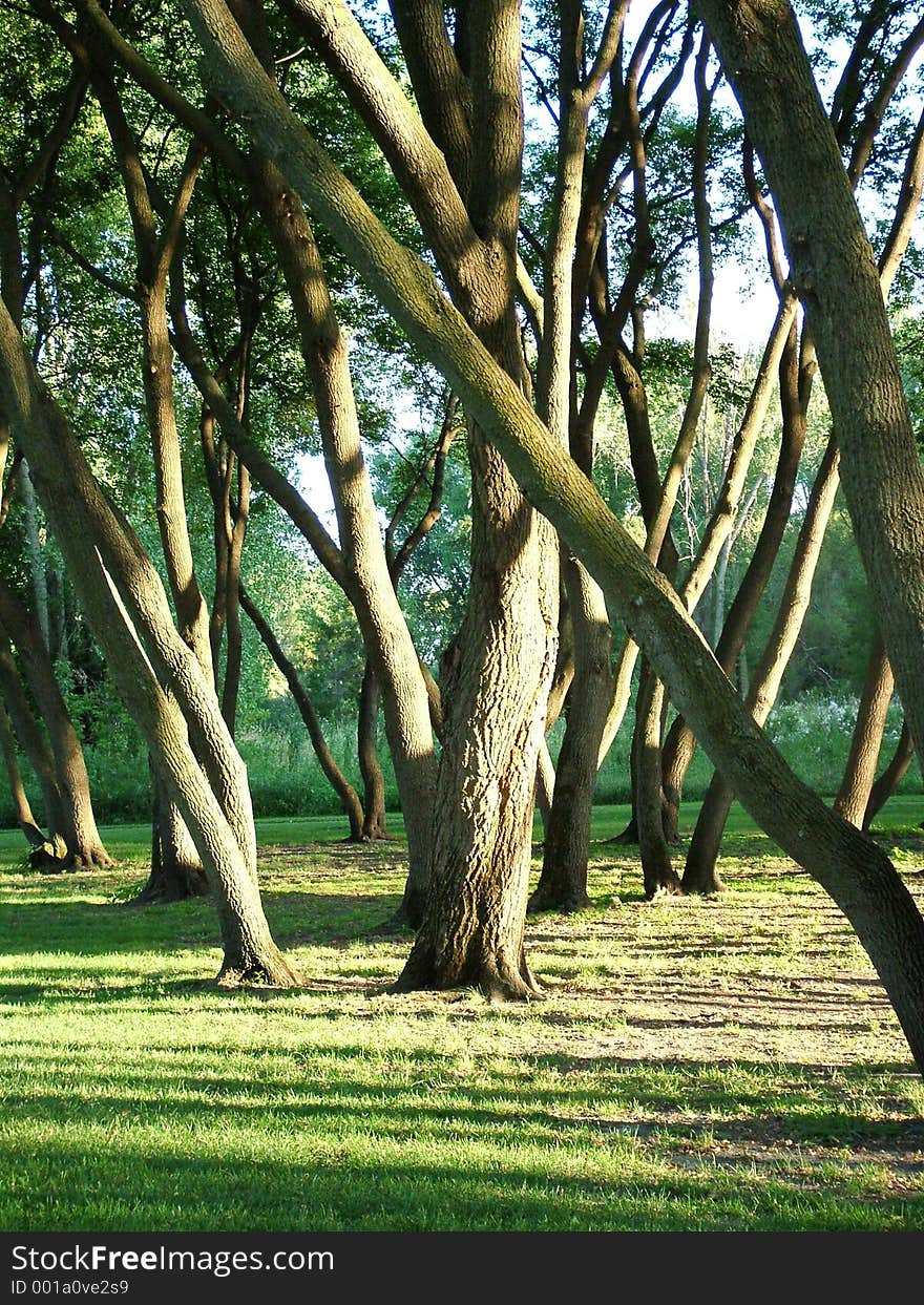 Sun setting over beautiful trees. Sun setting over beautiful trees