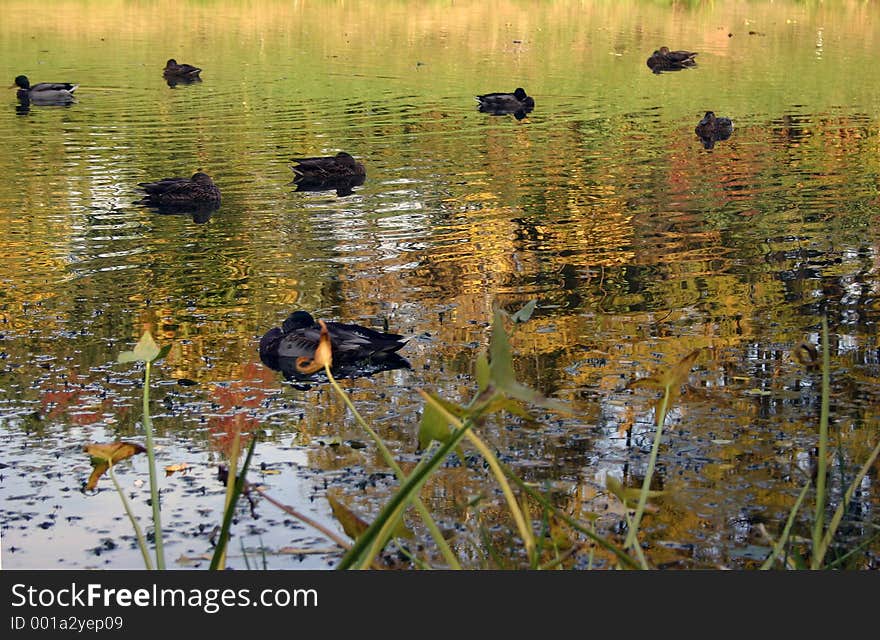 Ducks. Ducks