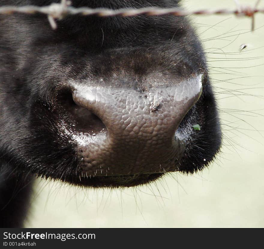 Cow behind fence