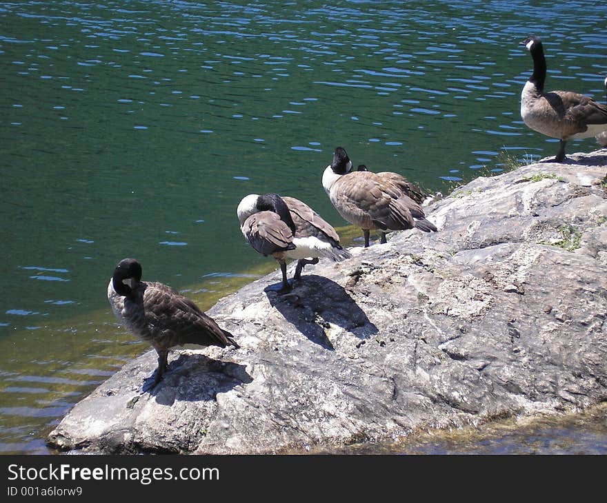 These ducks were enjoying the sunny summer day on a tiny island in the middle of the lake at Bear Mountain State Park in NY. These ducks were enjoying the sunny summer day on a tiny island in the middle of the lake at Bear Mountain State Park in NY.