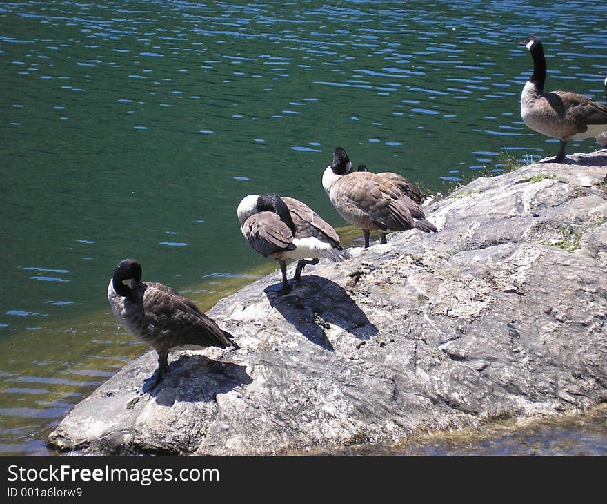 Duck Island