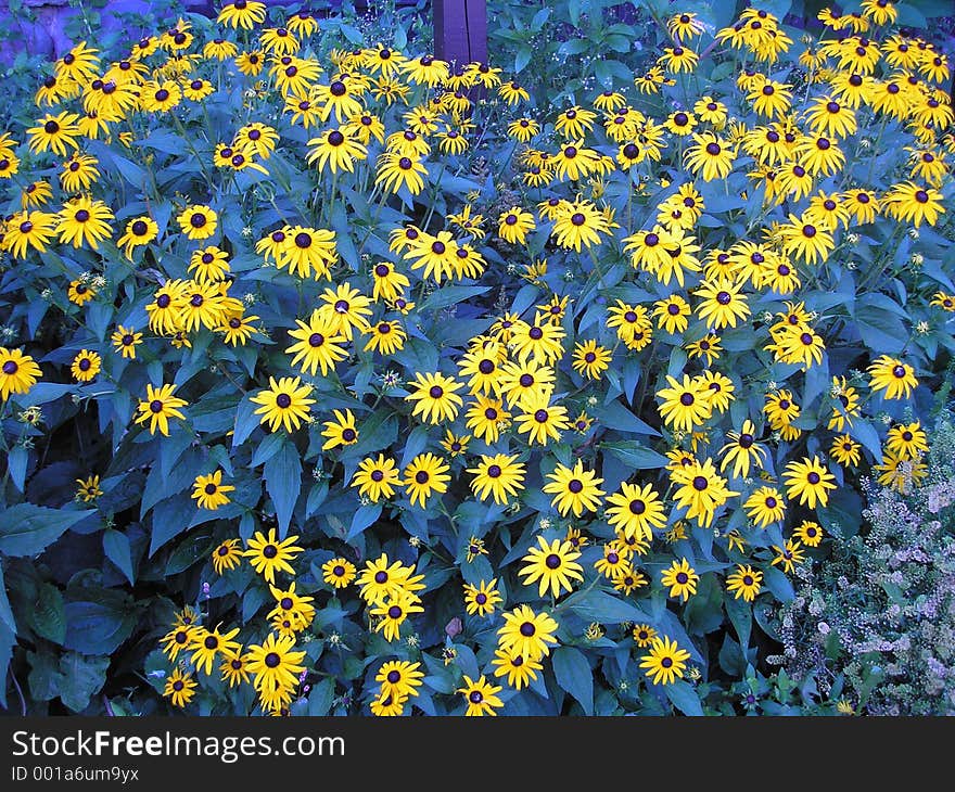 Field of Blue and Yellow