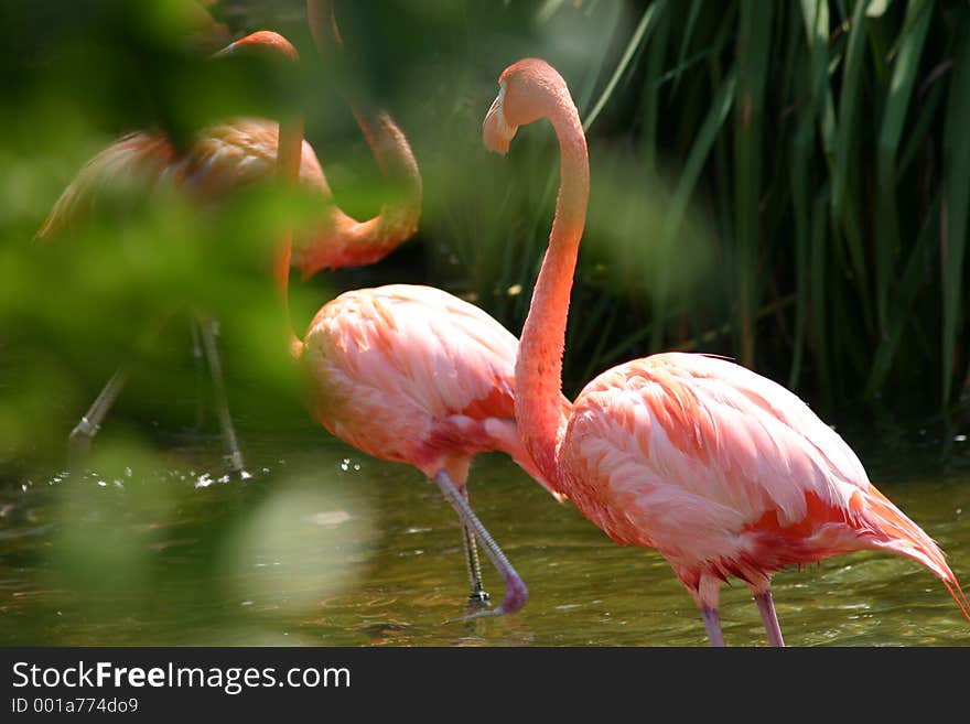 Couple of Flamingos crossing over water